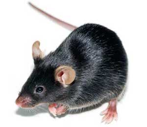 Companion Animal Diagnostics Market