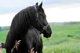 Friesian stallion for sale