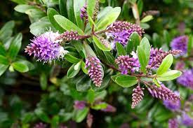 HEBE PLANTS