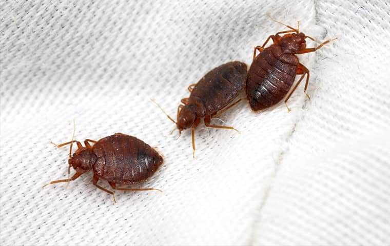 Bed bug control st peters mo