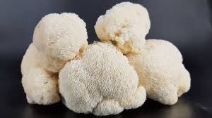 lions mane grow kit