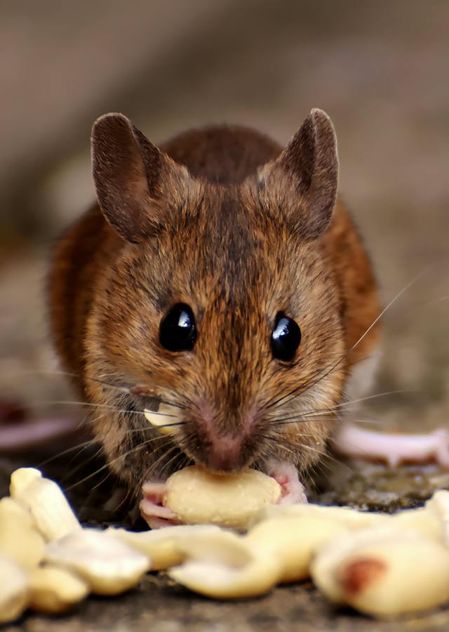 Ottawa Pest Control