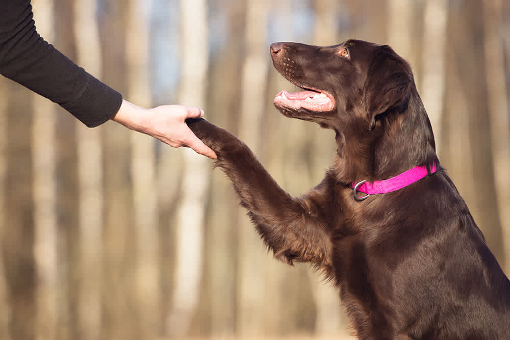 service dog training Sacramento CA