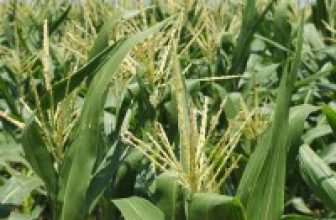 Organic Plant Growth Promoter