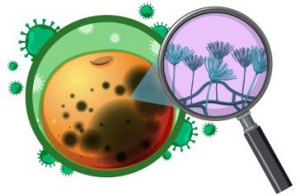 Potassium Solubilizing Bacteria