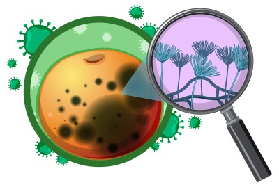 Potassium Solubilizing Bacteria