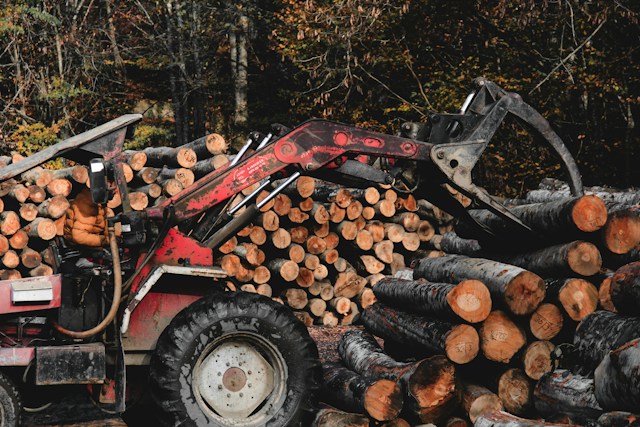 Ottawa Tree Removal