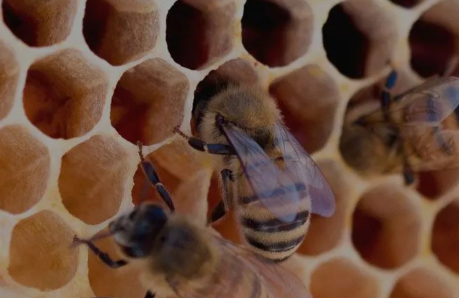 honey
