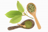 Why It Is Must To Check Best Kratom Brand