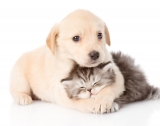 Puss and Pooch Delivers the Best Pet Products
