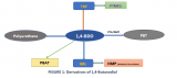 Green Biobased 1,4-Butanediol (BDO) is the new footprint in the BDO market