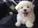 Maltese puppies are tiny and delicate, requiring careful handling