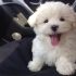 Puppies are typically considered to be in their puppyhood until they Dogs For Sale