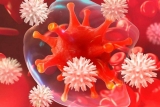 Best immunity boosters   Have Lot To Offer So You Must Check The Out