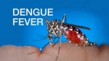 Dengue dipstick’ gives real-time monitoring of dengue virus in mosquitoes