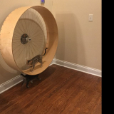 Best Cat wheels for energetic kittens in 2024  