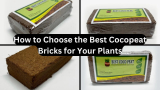 How to Choose the Best Cocopeat Bricks for Your Plants