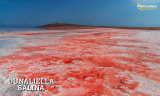 Dunaliella Salina Market Size is forecast to reach US$ 122.9  Million by 2028