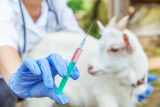 Veterinary Vaccines Market Poised for Growth, Predicts Meticulous Research®