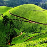 Ooty Taxi | Best Ooty Taxi | Ooty Cabs – coimbatoreootytaxi.com