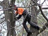 Tips to Find Right Arborist For Tree Removal