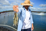 Enhancing Vannamei Shrimp Health and Productivity with Probiotics