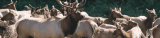 Finding My Peace: A Personal Getaway to Estes Park