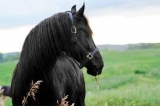 Friesian stallion for sale | Royal Dutch Friesians