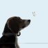Smart AI Veterinary Pet Collar Devices for Accurate and Stress-Free Health Monitoring | Cotons AI