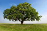 Flexibilities of Landscape, Buying Off-Season Trees for Landscaping