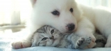 Puss and Pooch Provides Various Pet Products