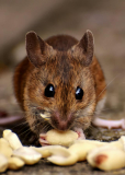 Eco-Friendly Exterminators: The Rise of Sustainable Pest Control Practices