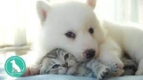 Puss and Pooch Delivers Quality Pet Products & Accessories