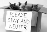 Top Benefits & Importance Of Taking Your Pet To Cat Neuter McAllen TX?