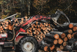 How Storm Damage Can Impact Trees in Ottawa: A Comprehensive Guide