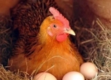 Effects of zinc methionine on animal production performance and immune function